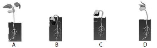 cbse-class-3-science-plants-mcqs