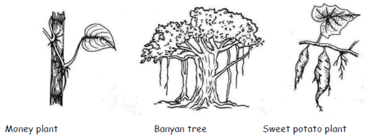 cbse-class-3-science-plants-mcqs