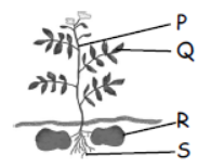 cbse-class-3-science-plants-mcqs