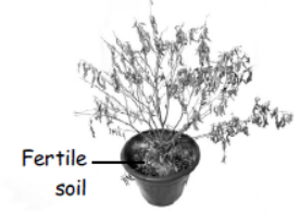 cbse-class-3-science-plants-mcqs