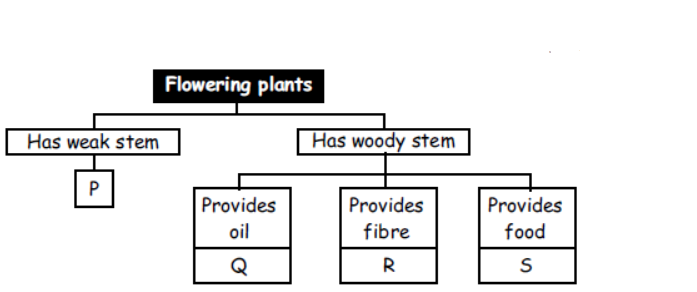 cbse-class-3-science-plants-mcqs