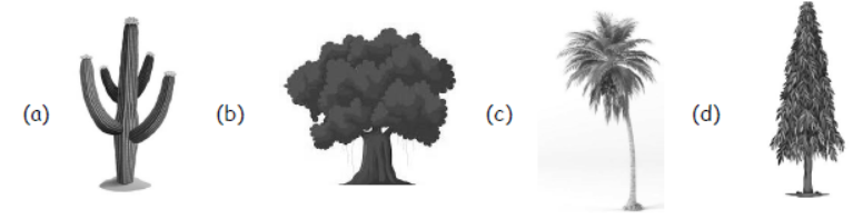 cbse-class-3-science-plants-mcqs