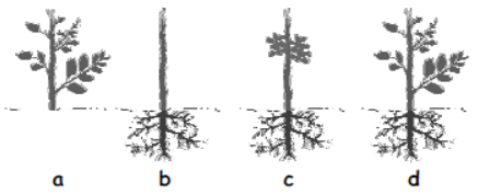 cbse-class-3-science-plants-mcqs