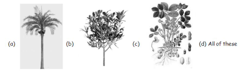 cbse-class-3-science-plants-mcqs