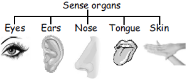 cbse-class-3-science-our-body-mcqs