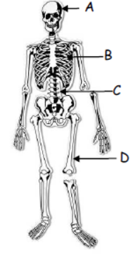 cbse-class-3-science-our-body-mcqs