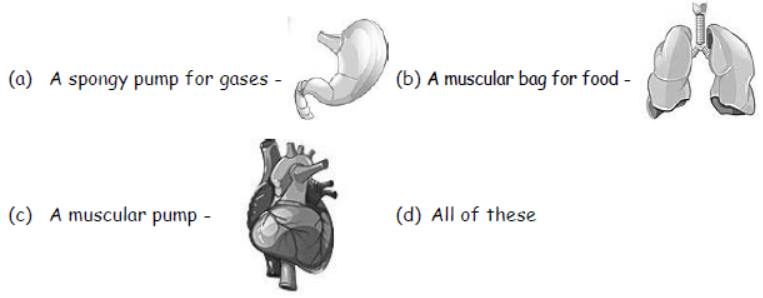 cbse-class-3-science-our-body-mcqs