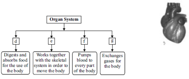 cbse-class-3-science-our-body-mcqs