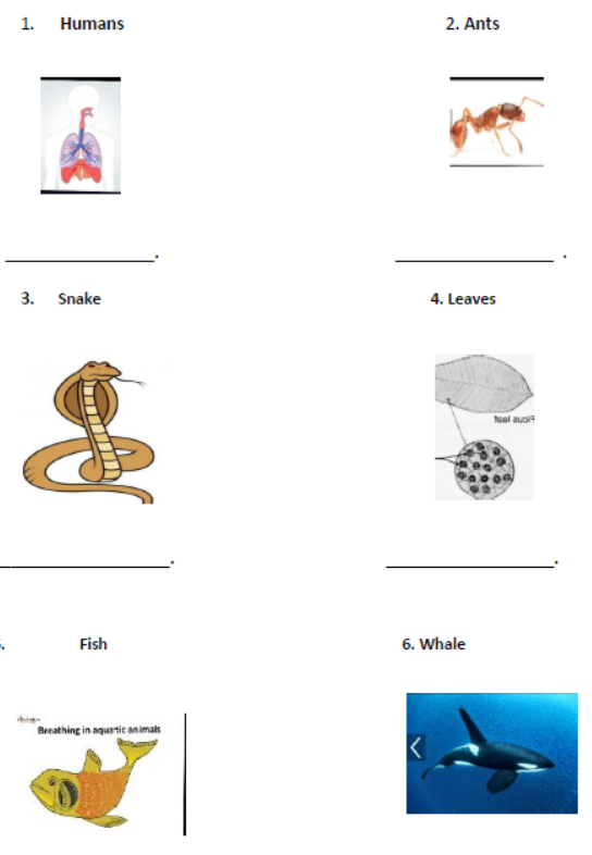 cbse-class-3-science-worksheet-o