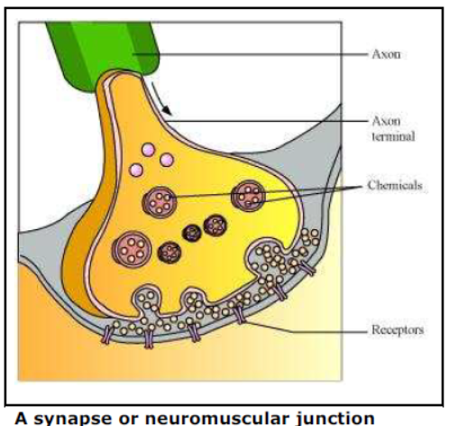 Class-10-NCERT-Solutions-Control-and-Coordination-1