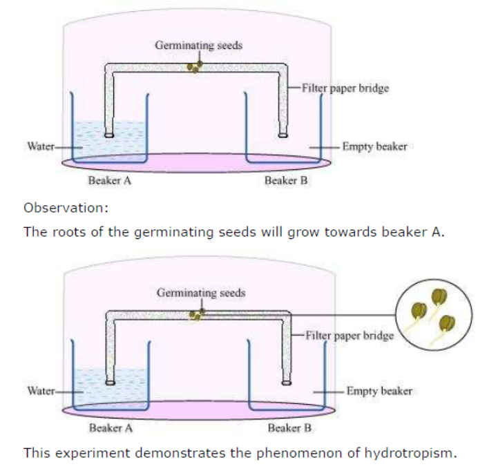 Class-10-NCERT-Solutions-Control-and-Coordination-3