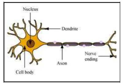 Class-10-NCERT-Solutions-Control-and-Coordination-4