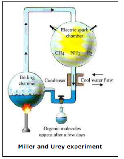 Class-10-NCERT-Solutions-Heredity-and-Evolution-11