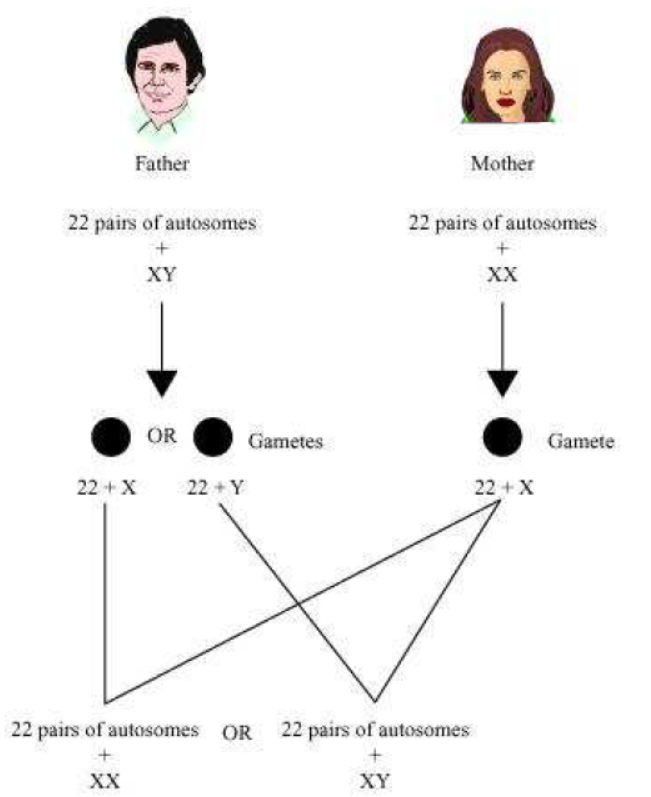 Class-10-NCERT-Solutions-Heredity-and-Evolution-12