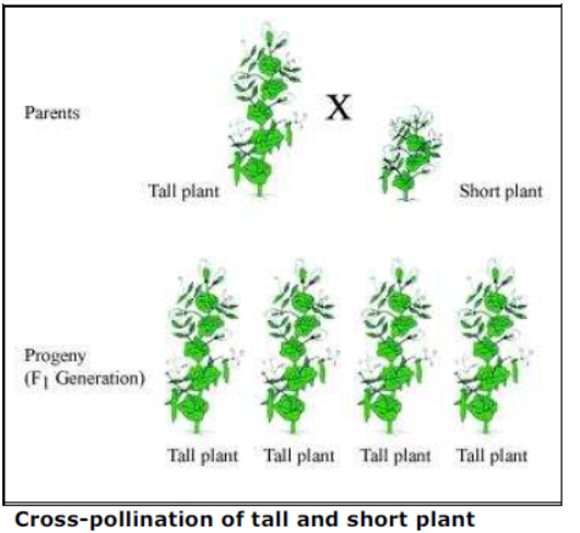 Class-10-NCERT-Solutions-Heredity-and-Evolution-2