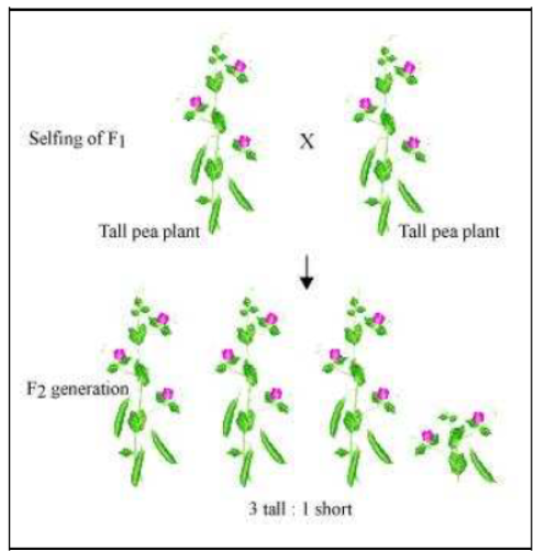 Class-10-NCERT-Solutions-Heredity-and-Evolution-3