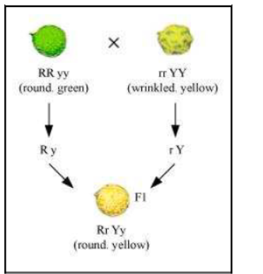 Class-10-NCERT-Solutions-Heredity-and-Evolution-4