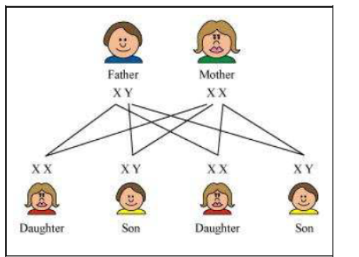 Class-10-NCERT-Solutions-Heredity-and-Evolution-6
