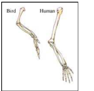 Class-10-NCERT-Solutions-Heredity-and-Evolution-8