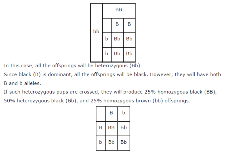 Class-10-NCERT-Solutions-Heredity-and-Evolution-9