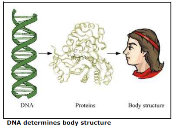 Class-10-NCERT-Solutions-How-do-Organisms-Reproduce-1