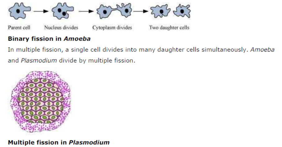 Class-10-NCERT-Solutions-How-do-Organisms-Reproduce-2