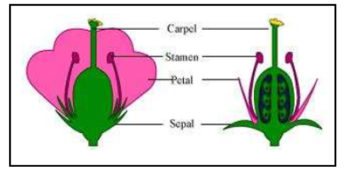 Class-10-NCERT-Solutions-How-do-Organisms-Reproduce-3