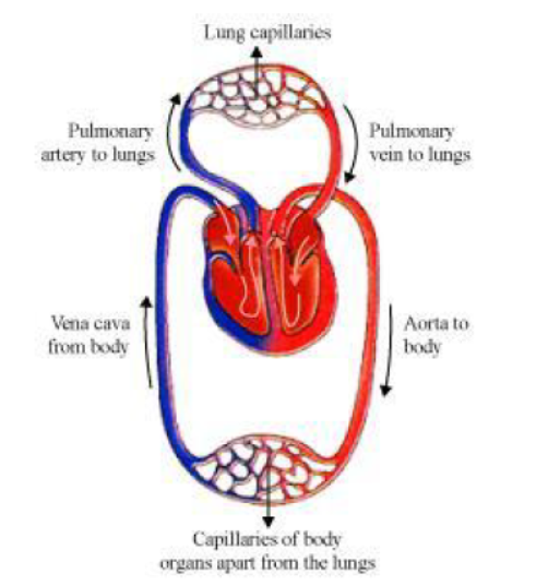 Class-10-NCERT-Solutions-Life-Processes-10