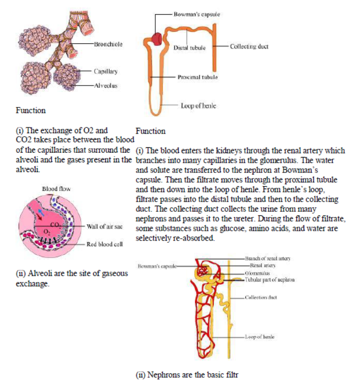 Class-10-NCERT-Solutions-Life-Processes-11