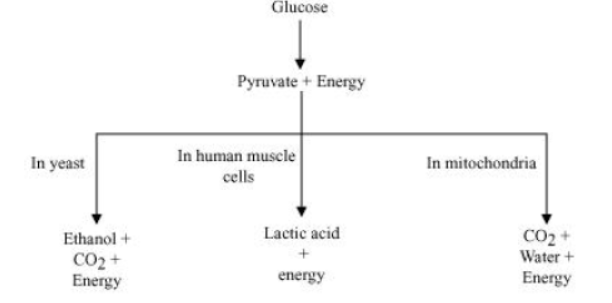 Class-10-NCERT-Solutions-Life-Processes-2