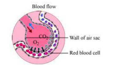 Class-10-NCERT-Solutions-Life-Processes-3