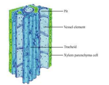 Class-10-NCERT-Solutions-Life-Processes-4