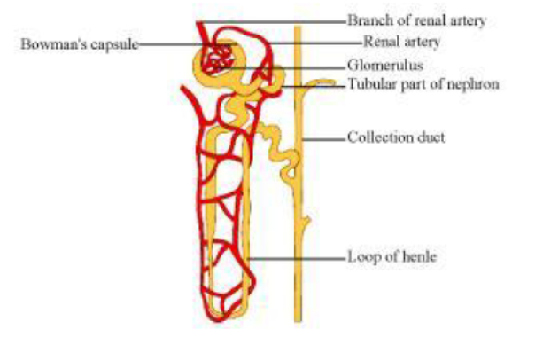 Class-10-NCERT-Solutions-Life-Processes-6