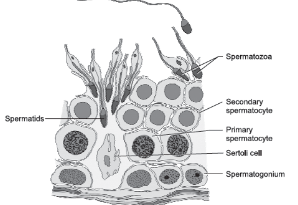 CBSE-Class-12-Biology-Human-Reproduction-Assignment-Set-B-1.png