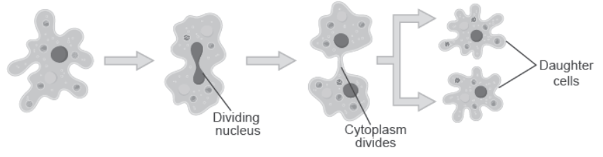 NCERT-Solutions-Class-12-Biology-Chapter-1-Reproduction-in-Organisms-3.png