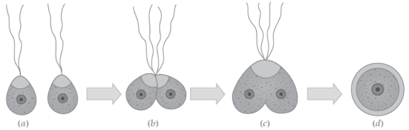 NCERT-Solutions-Class-12-Biology-Chapter-1-Reproduction-in-Organisms-4.png