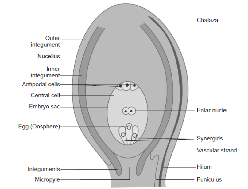 NCERT-Solutions-Class-12-Biology-Chapter-2-Sexual-Reproduction-in-Flowering-Plants-1.png