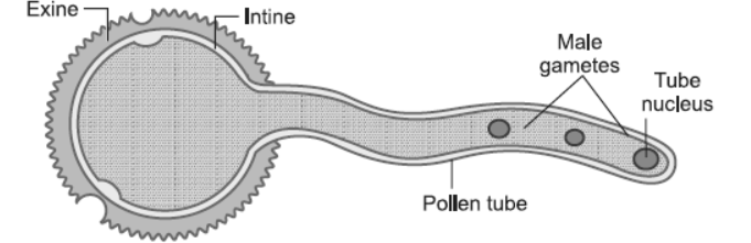 NCERT-Solutions-Class-12-Biology-Chapter-2-Sexual-Reproduction-in-Flowering-Plants-10.png