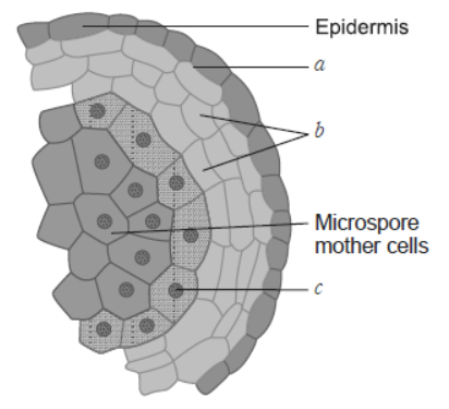 NCERT-Solutions-Class-12-Biology-Chapter-2-Sexual-Reproduction-in-Flowering-Plants-11.png