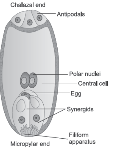 NCERT-Solutions-Class-12-Biology-Chapter-2-Sexual-Reproduction-in-Flowering-Plants-2.png