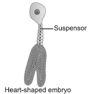 NCERT-Solutions-Class-12-Biology-Chapter-2-Sexual-Reproduction-in-Flowering-Plants-4.png