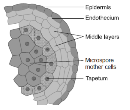 NCERT-Solutions-Class-12-Biology-Chapter-2-Sexual-Reproduction-in-Flowering-Plants-5.png