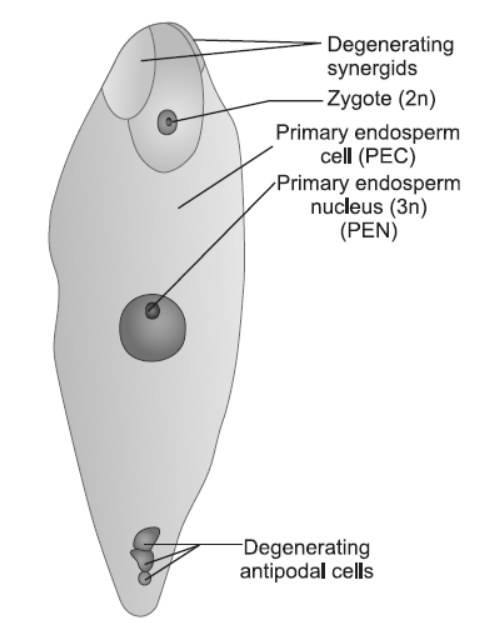 NCERT-Solutions-Class-12-Biology-Chapter-2-Sexual-Reproduction-in-Flowering-Plants-6.png