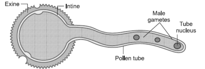 NCERT-Solutions-Class-12-Biology-Chapter-2-Sexual-Reproduction-in-Flowering-Plants-7.png