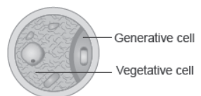 NCERT-Solutions-Class-12-Biology-Chapter-2-Sexual-Reproduction-in-Flowering-Plants-8.png