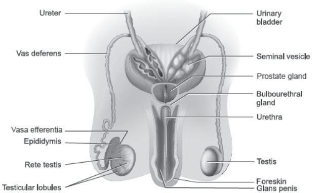 NCERT-Solutions-Class-12-Biology-Chapter-3-Human-Reproduction-1.png