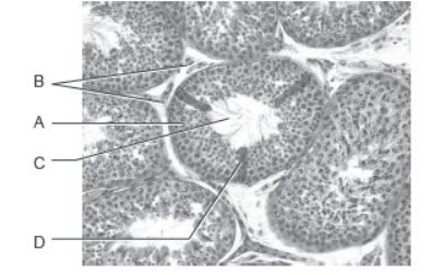 NCERT-Solutions-Class-12-Biology-Chapter-3-Human-Reproduction-10.png