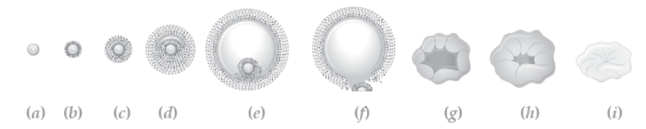 NCERT-Solutions-Class-12-Biology-Chapter-3-Human-Reproduction-11.png