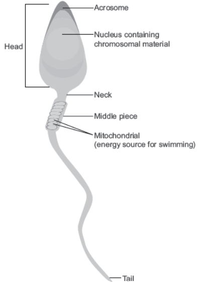 NCERT-Solutions-Class-12-Biology-Chapter-3-Human-Reproduction-13.png