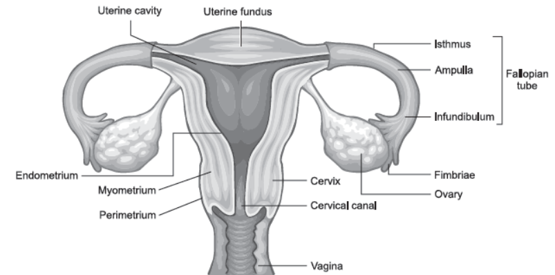 NCERT-Solutions-Class-12-Biology-Chapter-3-Human-Reproduction-2.png